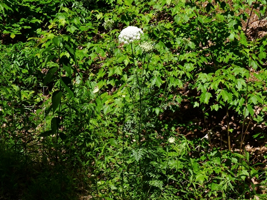 {Daucus carota}